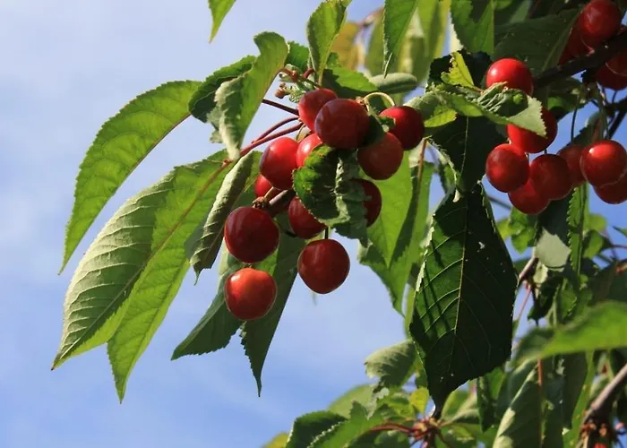 With A Parking Space Lovran, Opatija - 7808 Lovran
